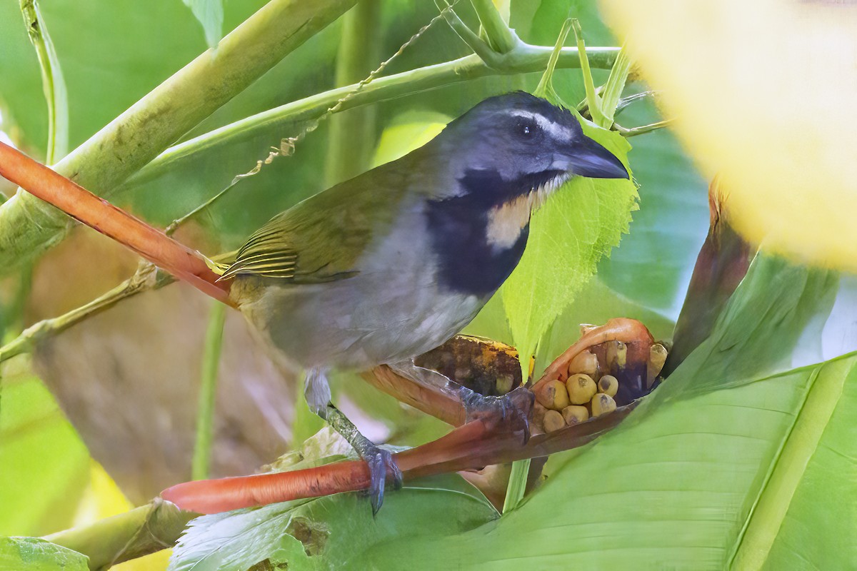 Buff-throated Saltator - ML409231701