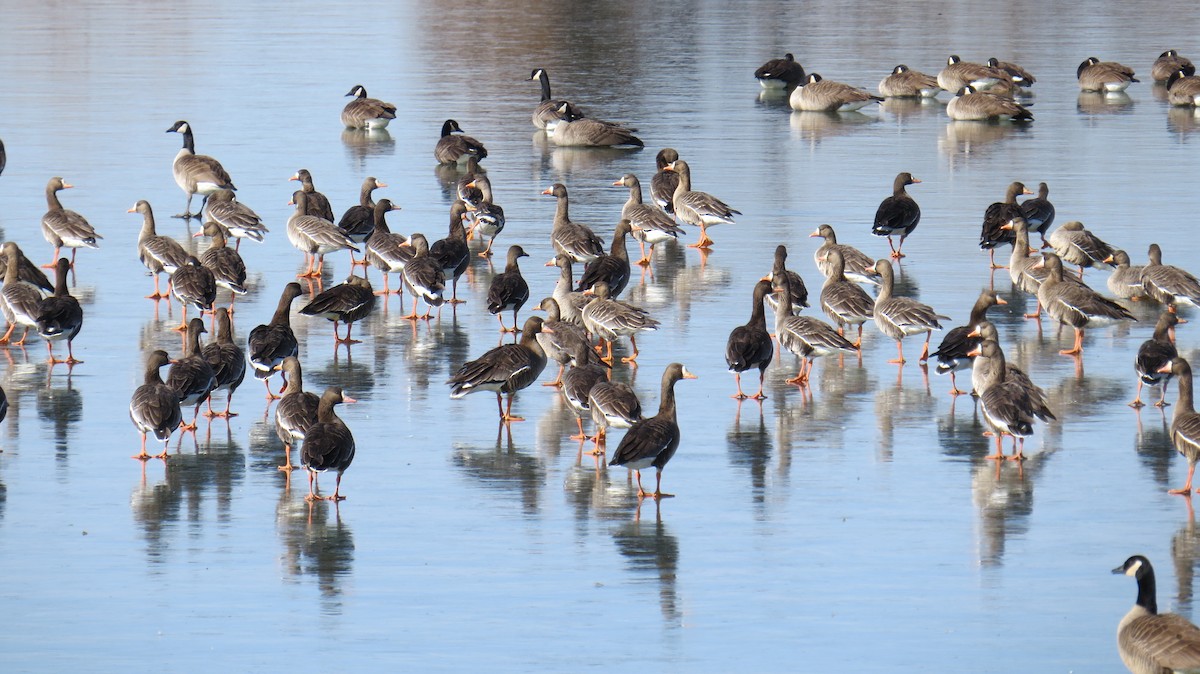 Greater White-fronted Goose - Tim Pinkston