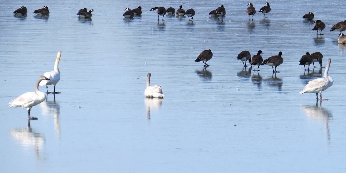 Trumpeter Swan - Tim Pinkston