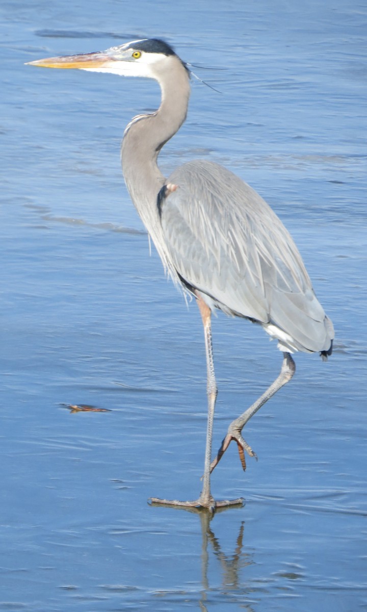 Great Blue Heron - Tim Pinkston