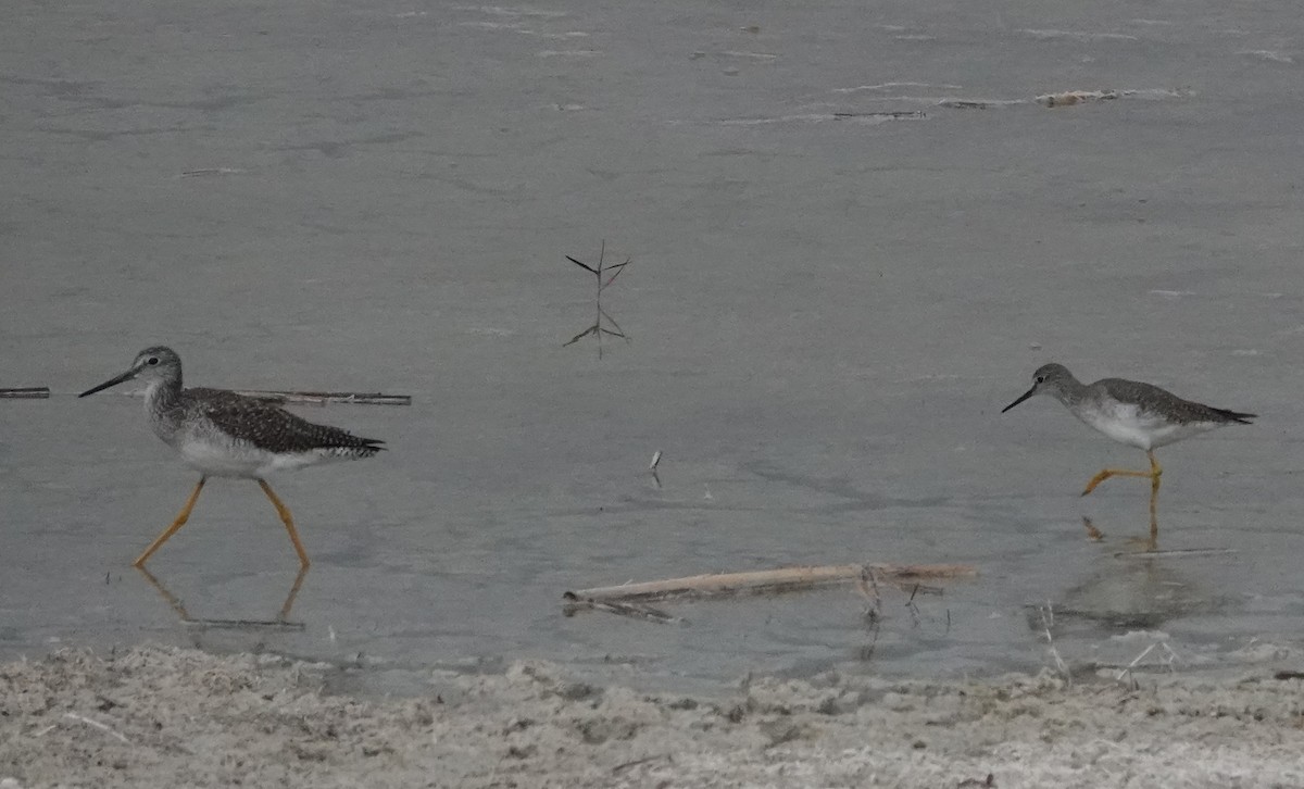 Greater Yellowlegs - ML409232391