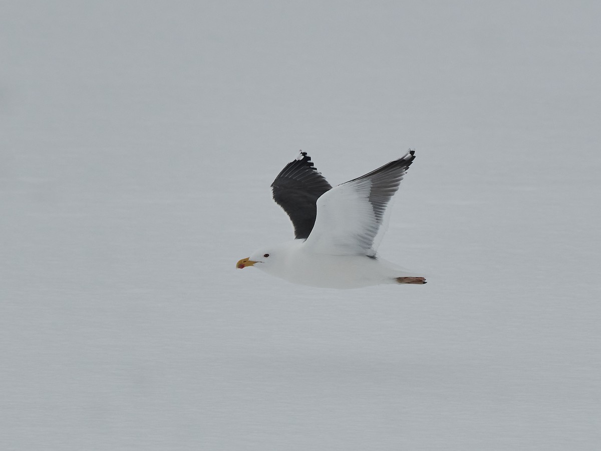 Great Black-backed Gull - ML409233891