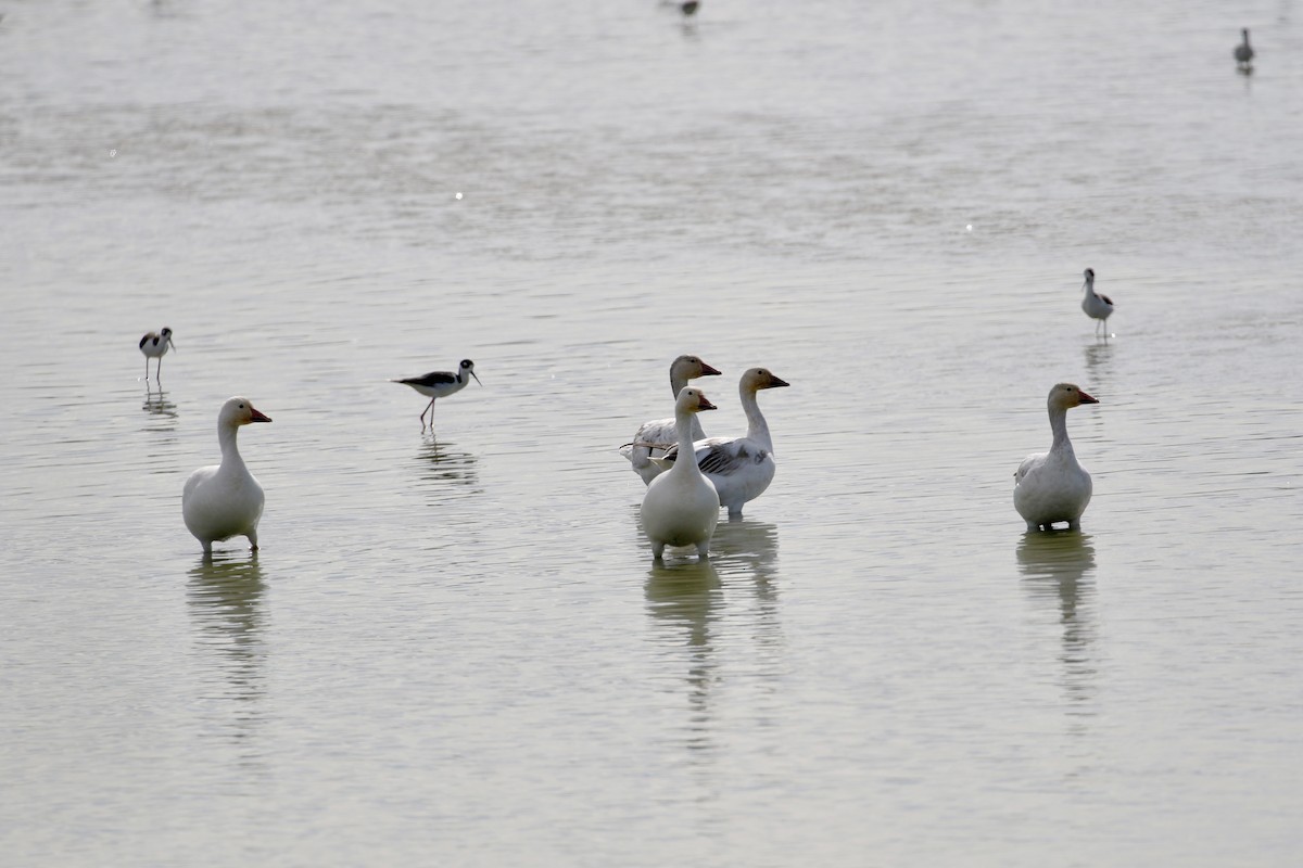 Snow Goose - ML409234921