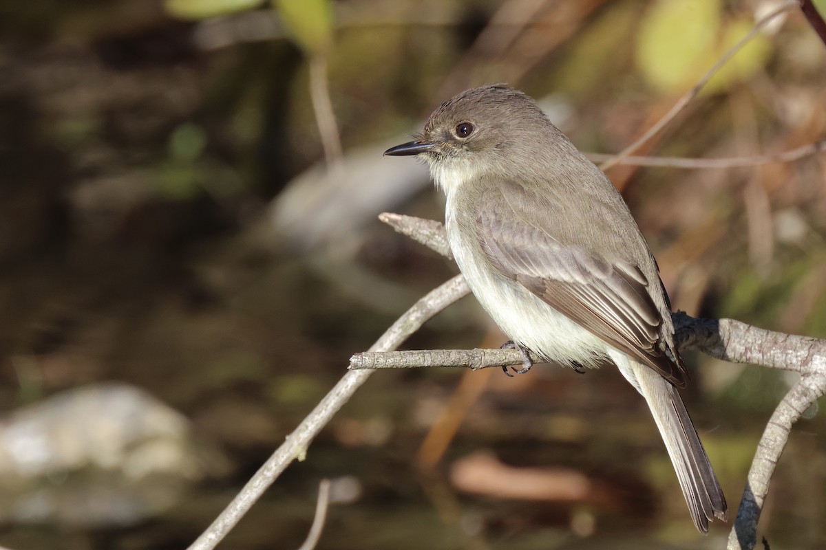 Eastern Phoebe - Andy Wilson