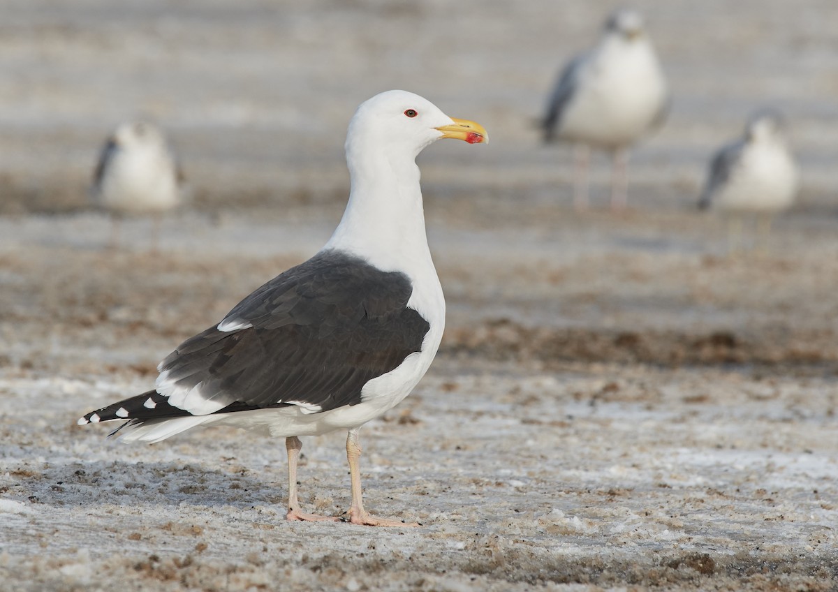 Great Black-backed Gull - ML409236161