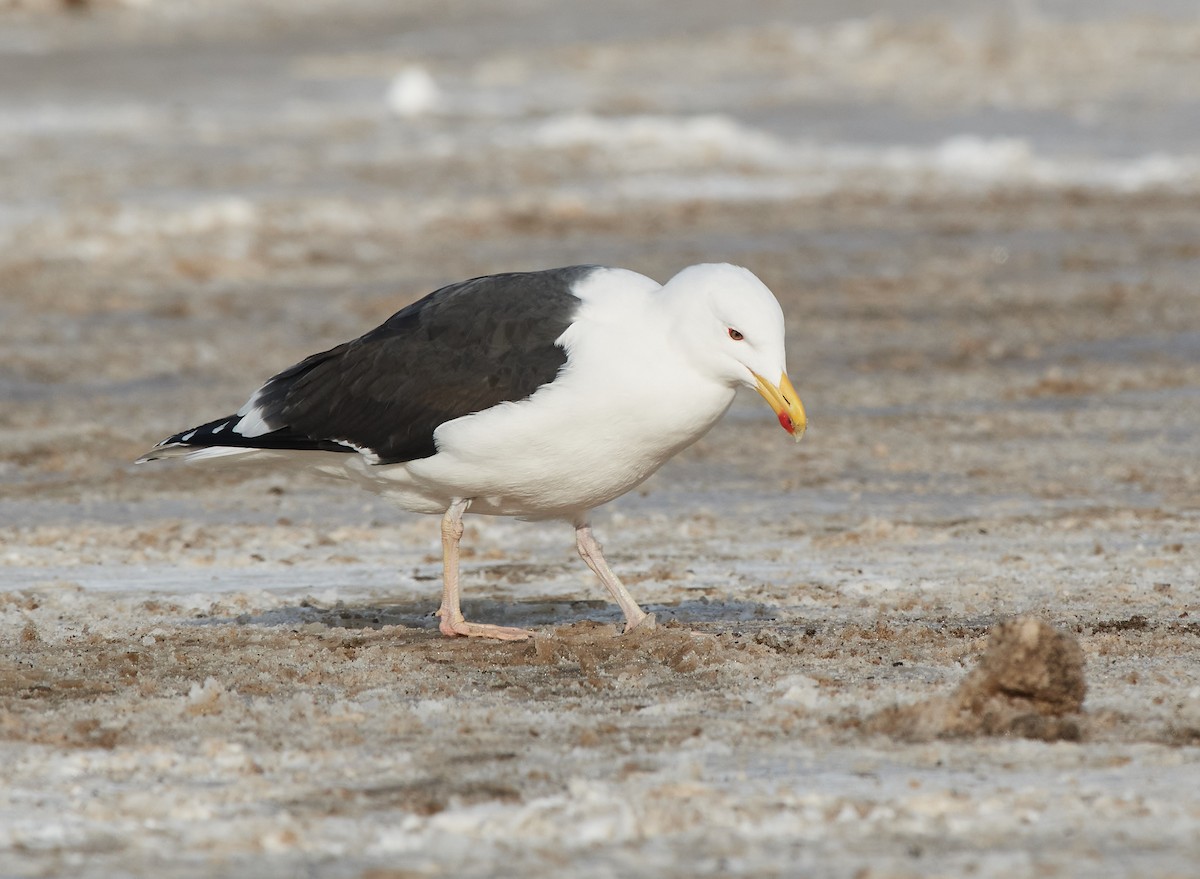 Great Black-backed Gull - ML409236191