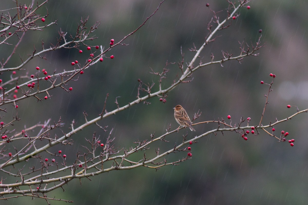 Little Bunting - ML409237311