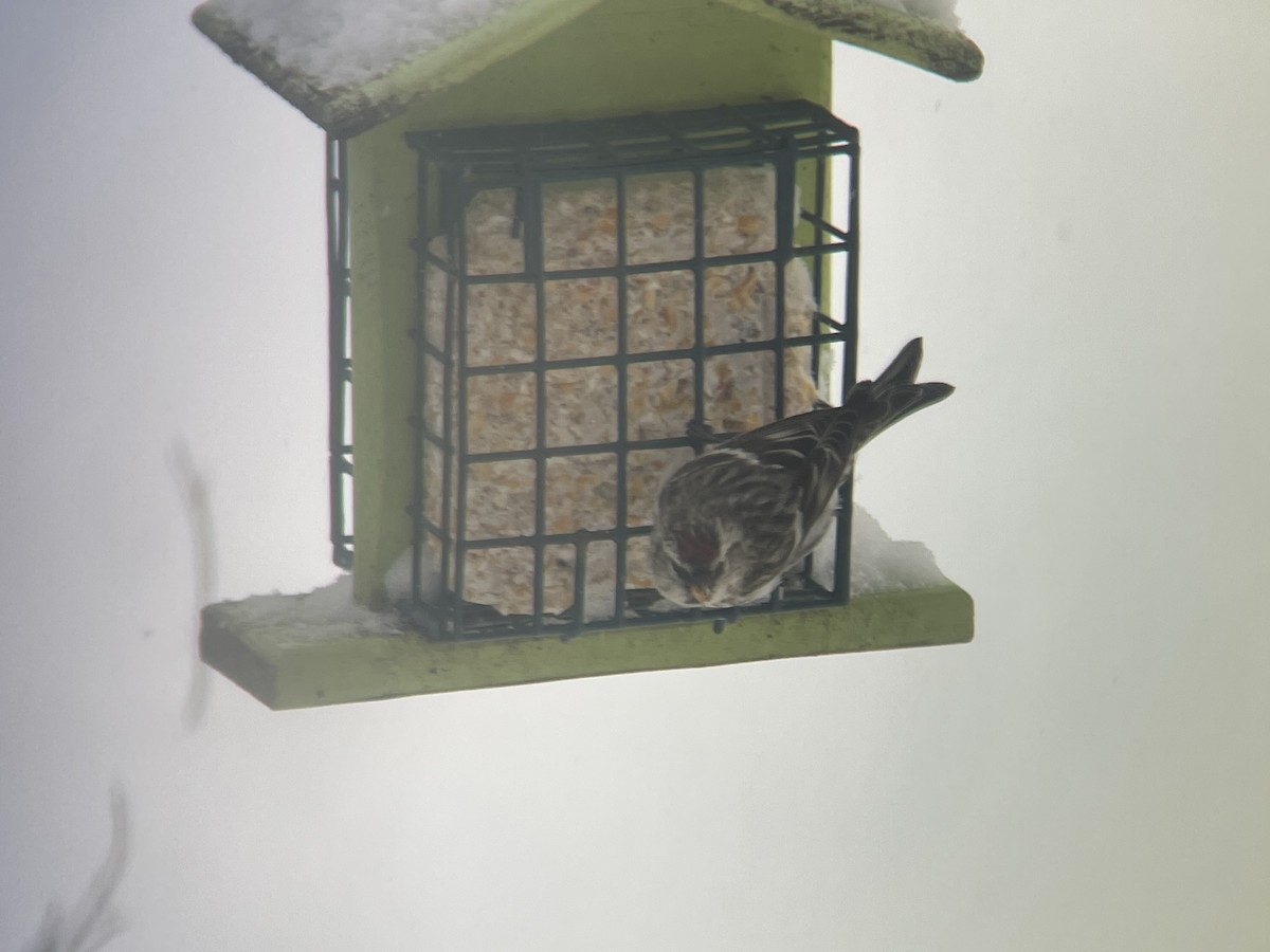 Common Redpoll - ML409239241