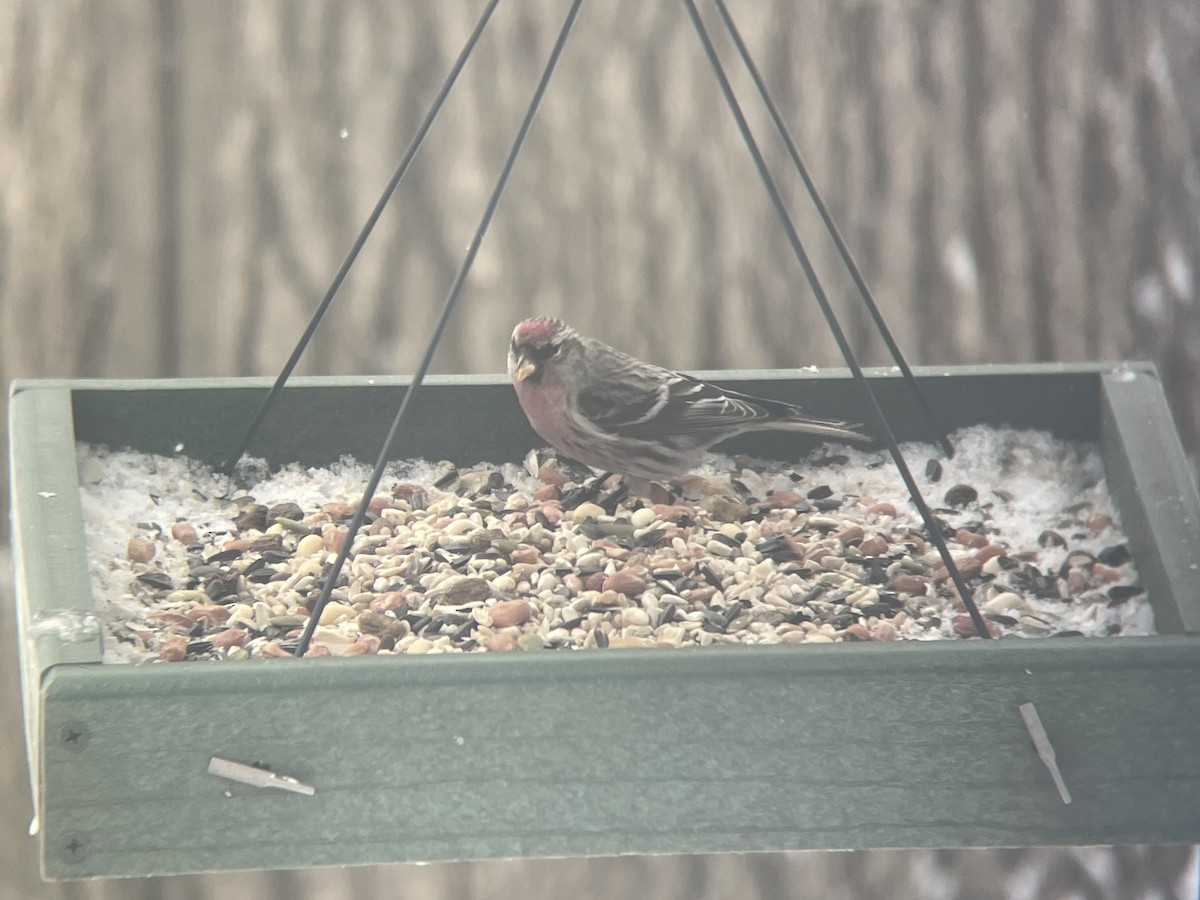 Common Redpoll - ML409239261