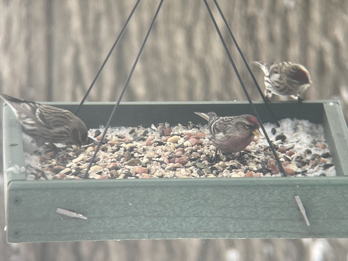 Common Redpoll - ML409239271