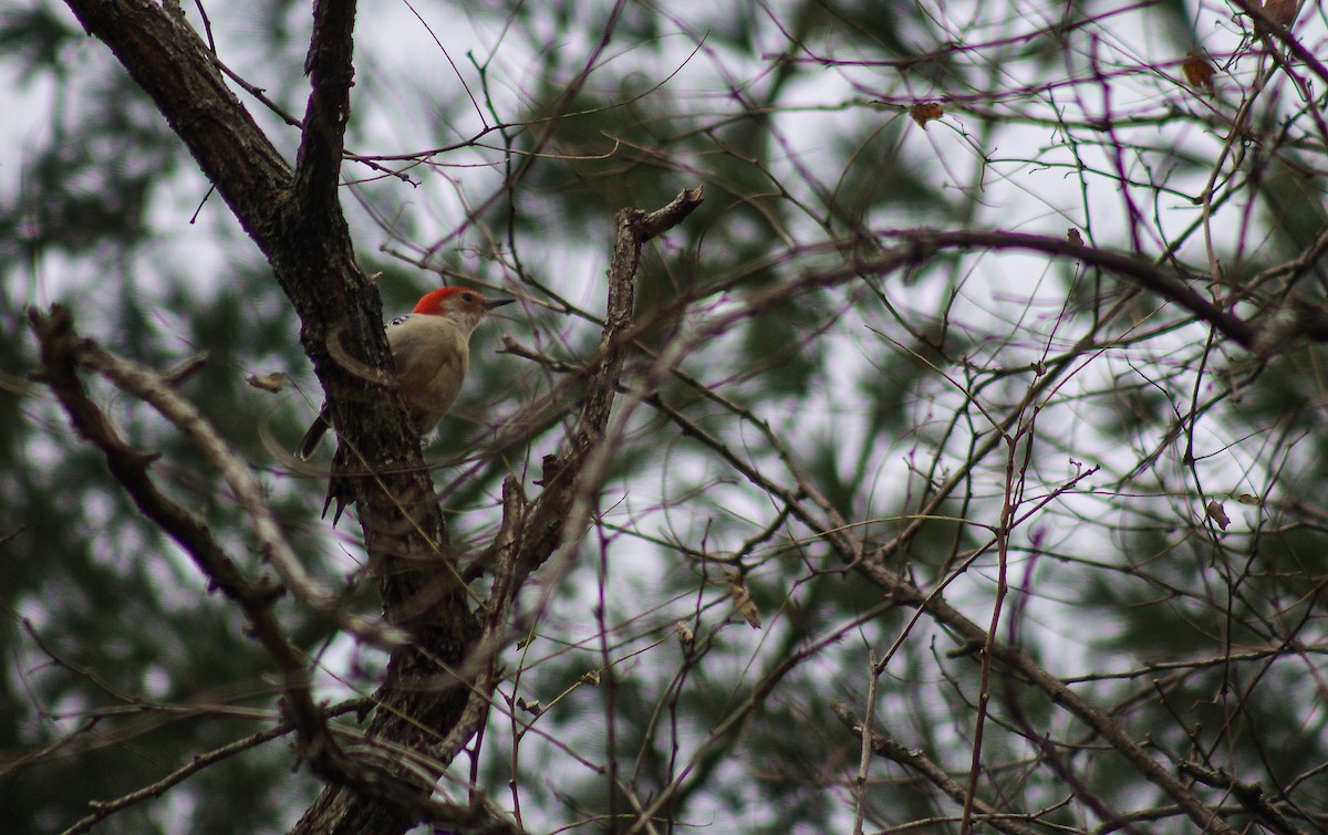 Red-bellied Woodpecker - ML40924091