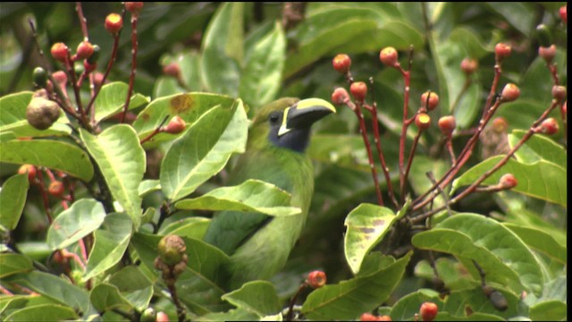 Toucanet émeraude (caeruleogularis) - ML409241