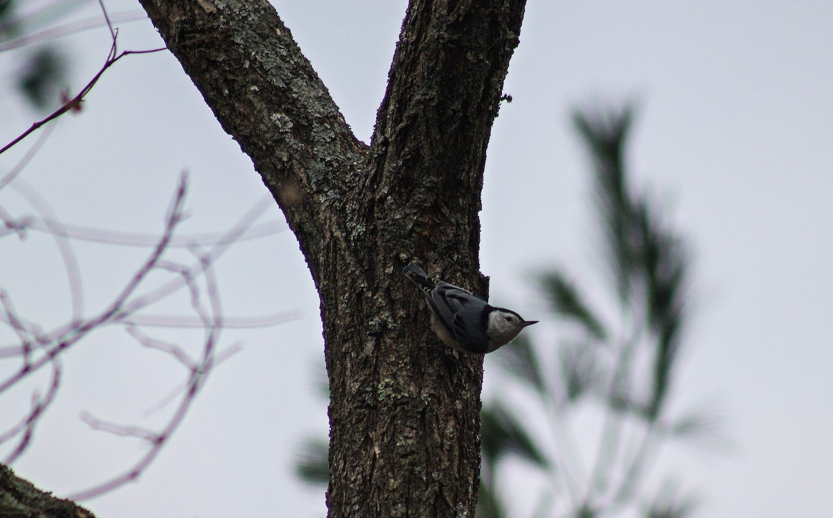 White-breasted Nuthatch - ML40924121