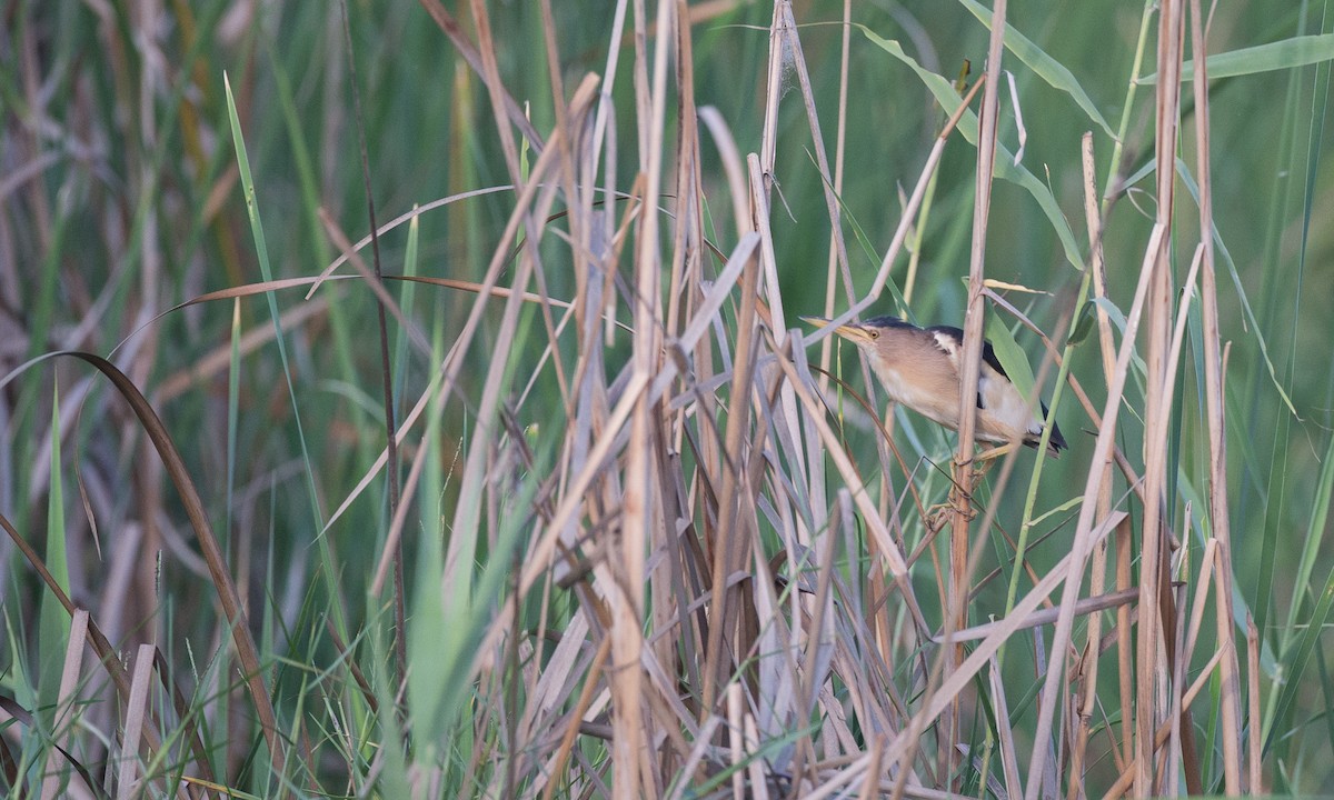 Little Bittern - ML40924181