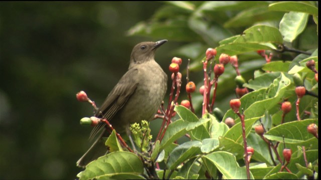 Mountain Thrush - ML409242