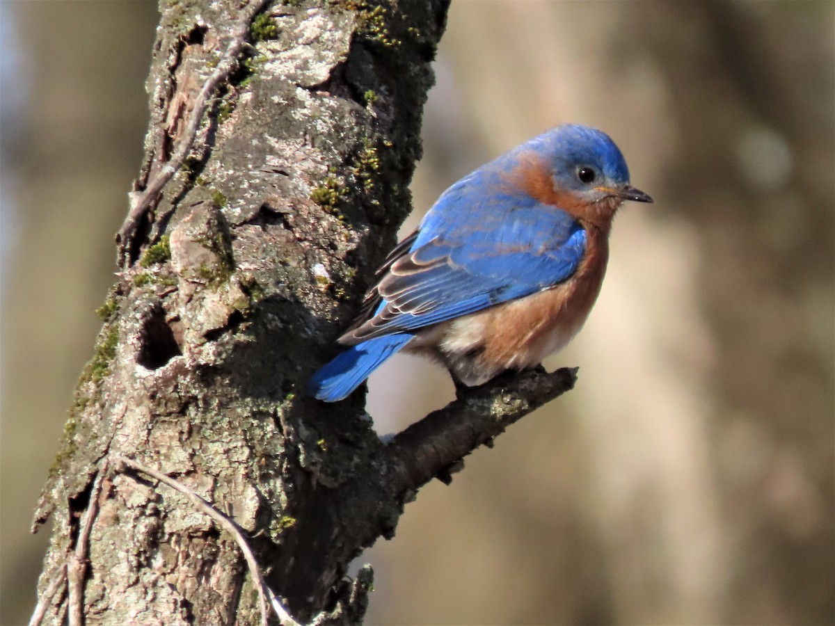 Eastern Bluebird - Stollery & Flood