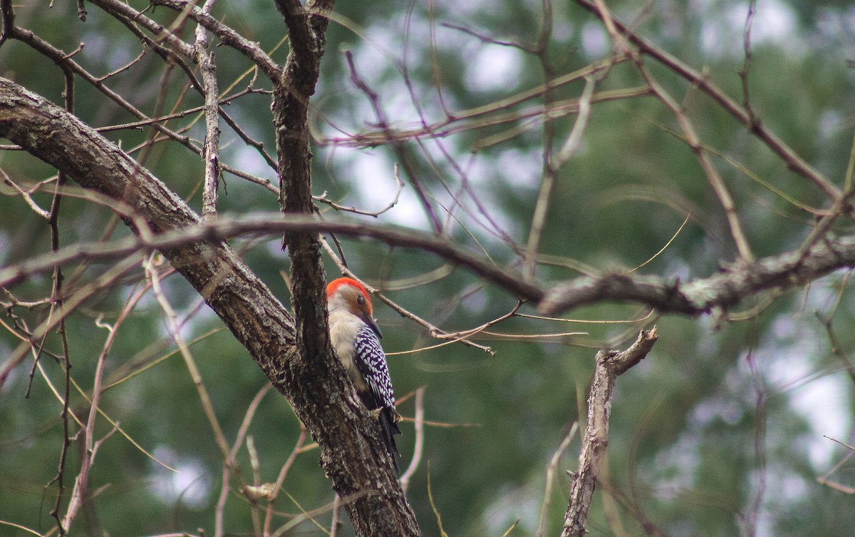 Red-bellied Woodpecker - ML40924301