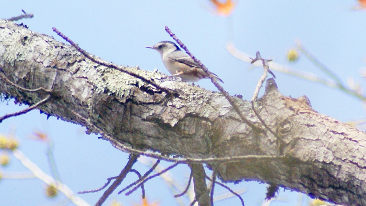 White-breasted Nuthatch - ML40924381