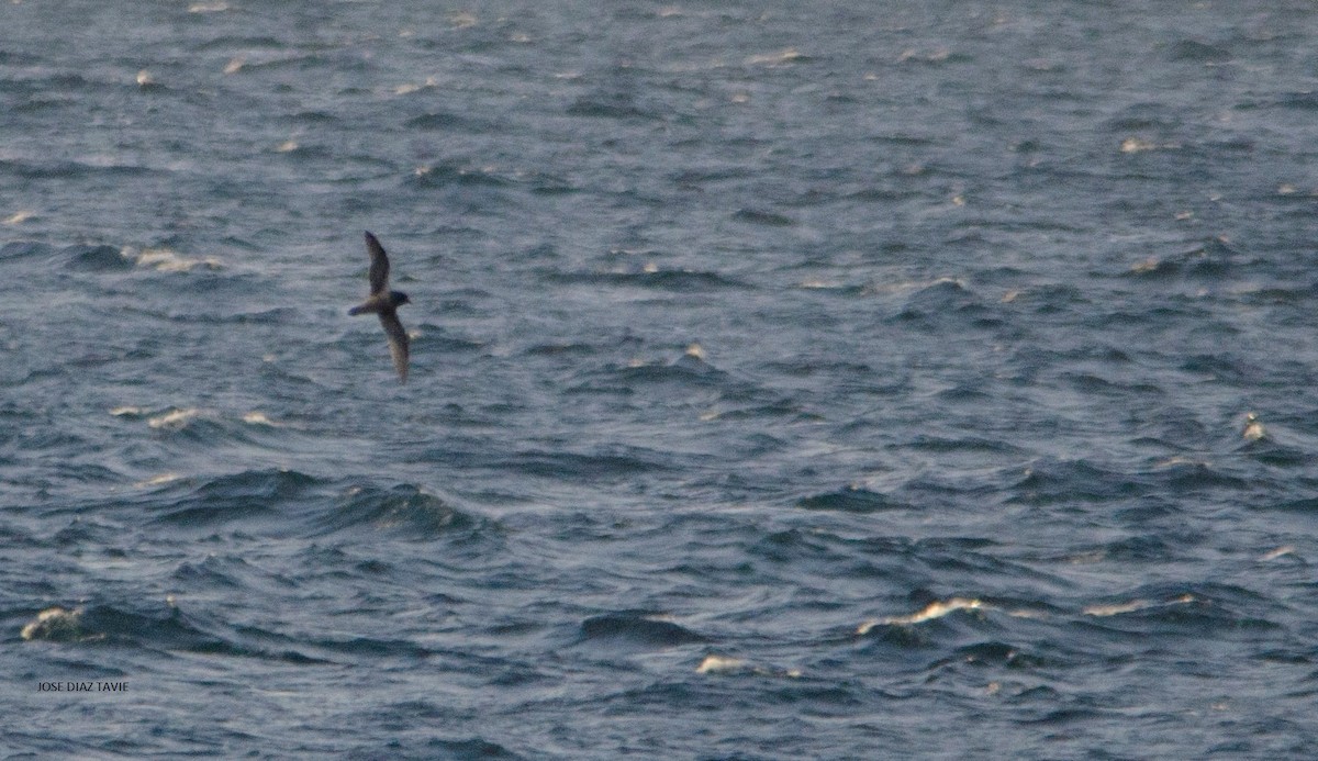 Kerguelen Petrel - ML409245071