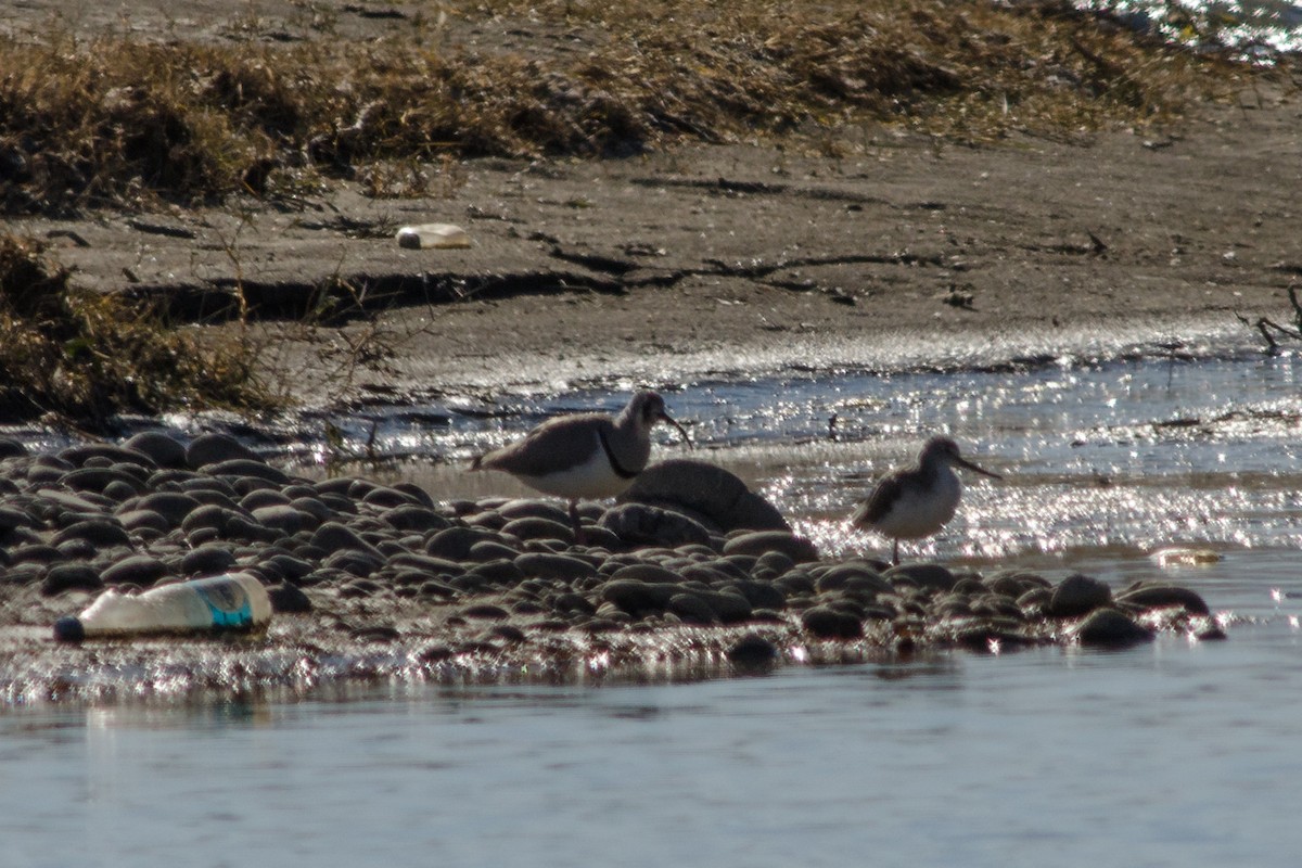 Terek Sandpiper - ML409245831