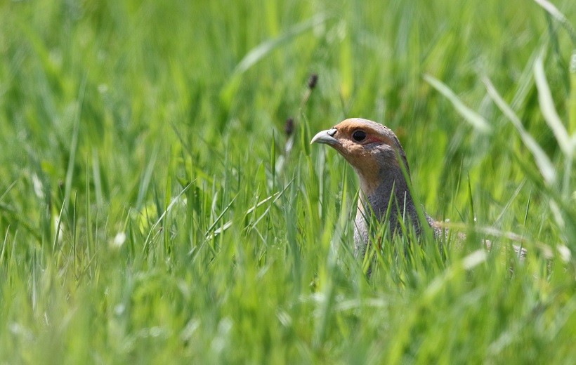 Gray Partridge - ML409246321