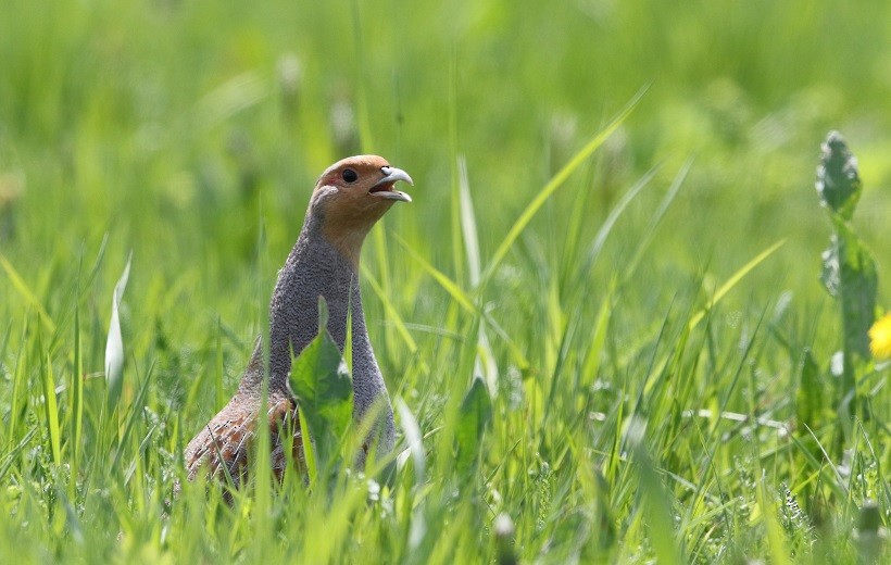 Gray Partridge - ML409246351