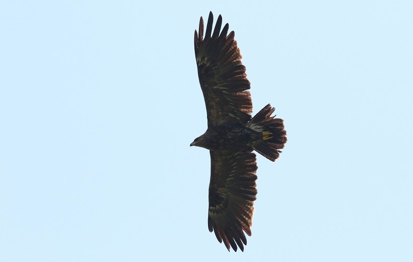 Lesser Spotted Eagle - ML409246481