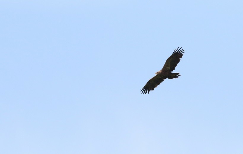 Lesser Spotted Eagle - ML409246491
