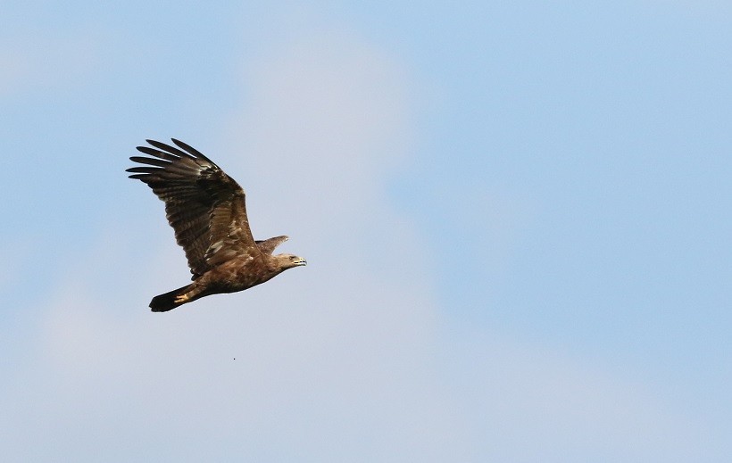 Lesser Spotted Eagle - ML409246501