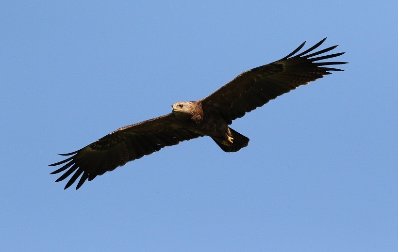 Lesser Spotted Eagle - ML409246511