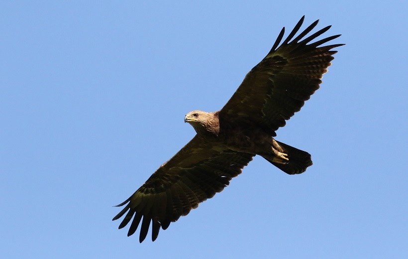 Lesser Spotted Eagle - ML409246521