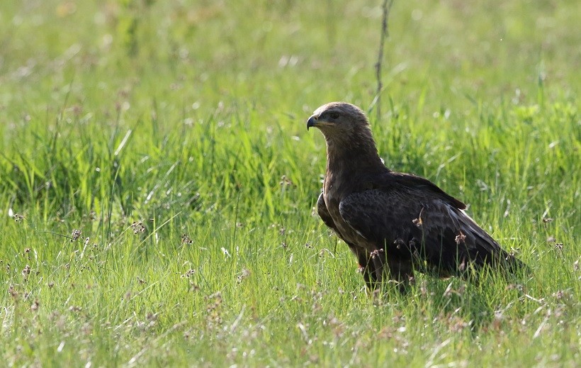 Lesser Spotted Eagle - ML409246531