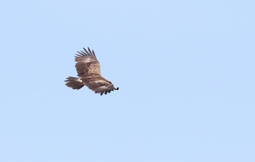 Lesser Spotted Eagle - ML409246551