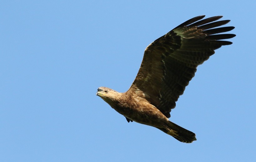 Lesser Spotted Eagle - ML409246561