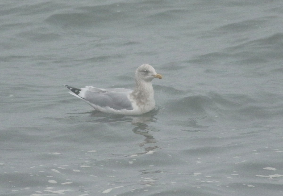 Мартин гренландський (підвид kumlieni) - ML409246581