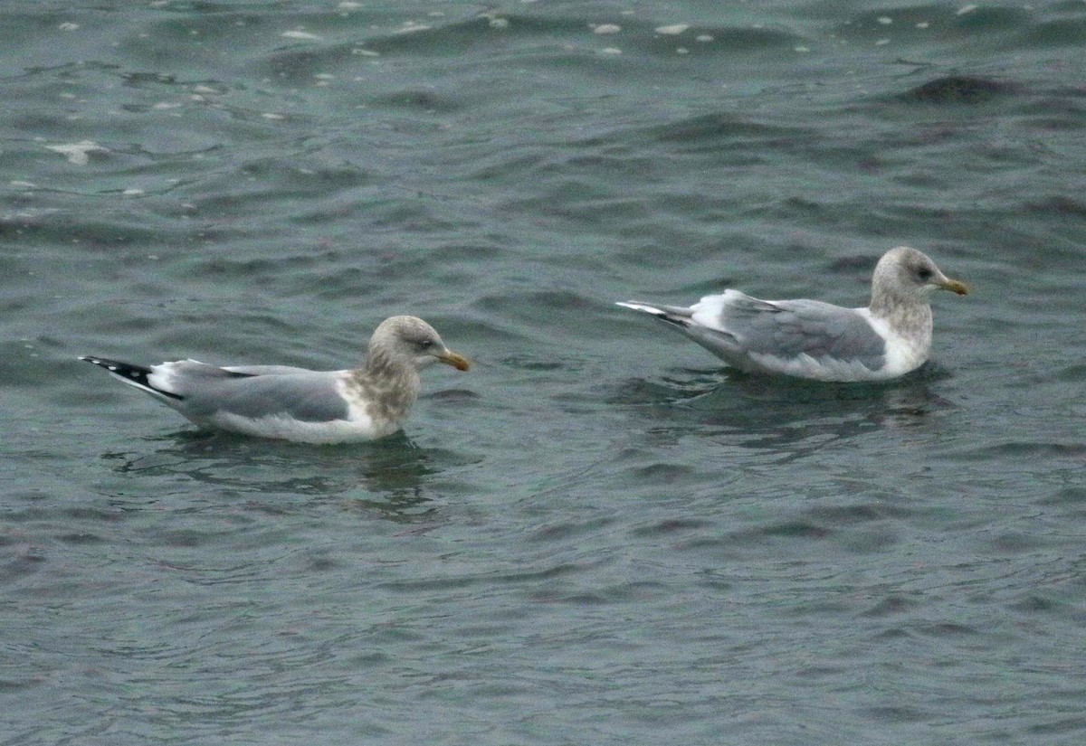 Gaviota Groenlandesa (kumlieni) - ML409246601