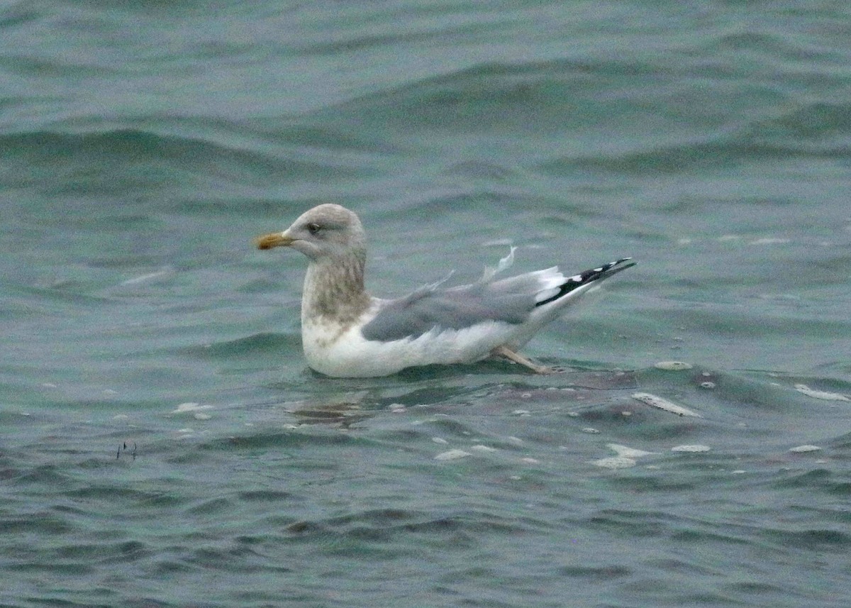 Gaviota Groenlandesa (kumlieni) - ML409246611