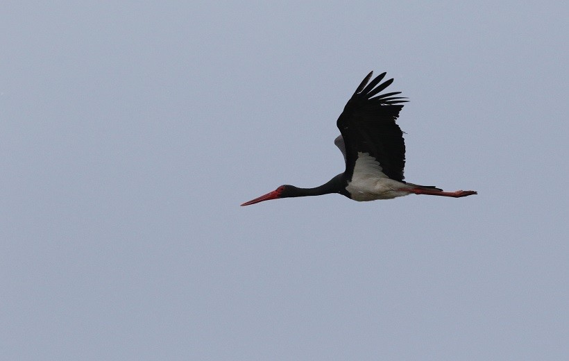 Black Stork - ML409246791