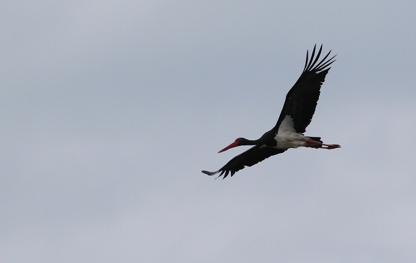 Black Stork - ML409246801