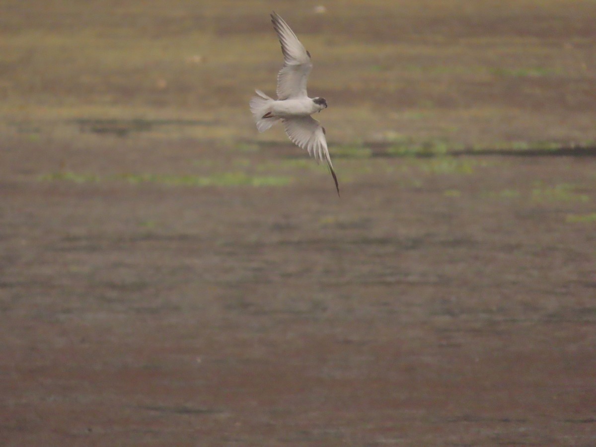 Whiskered Tern - ML409246871