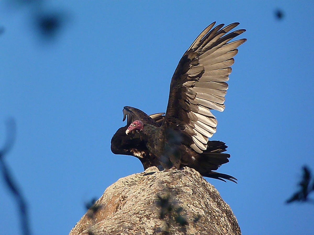 Turkey Vulture - ML409247641