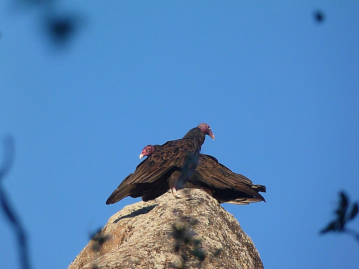 Turkey Vulture - ML409248041