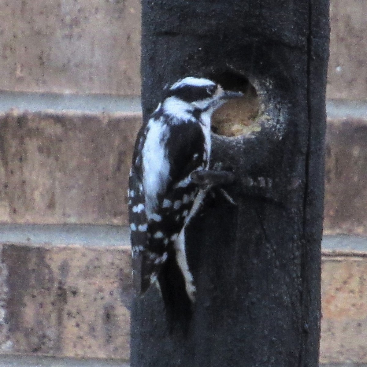 Downy Woodpecker - Judy Behrens