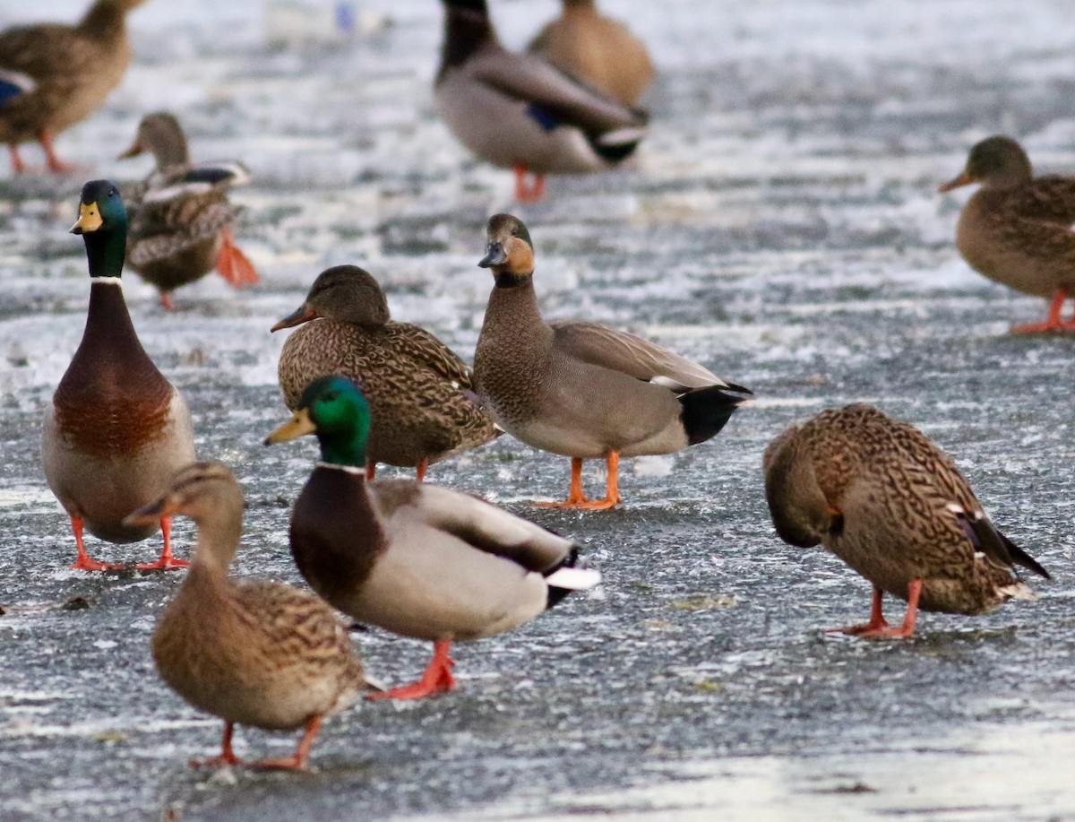 Gadwall x Mallard (hybrid) - ML409250621