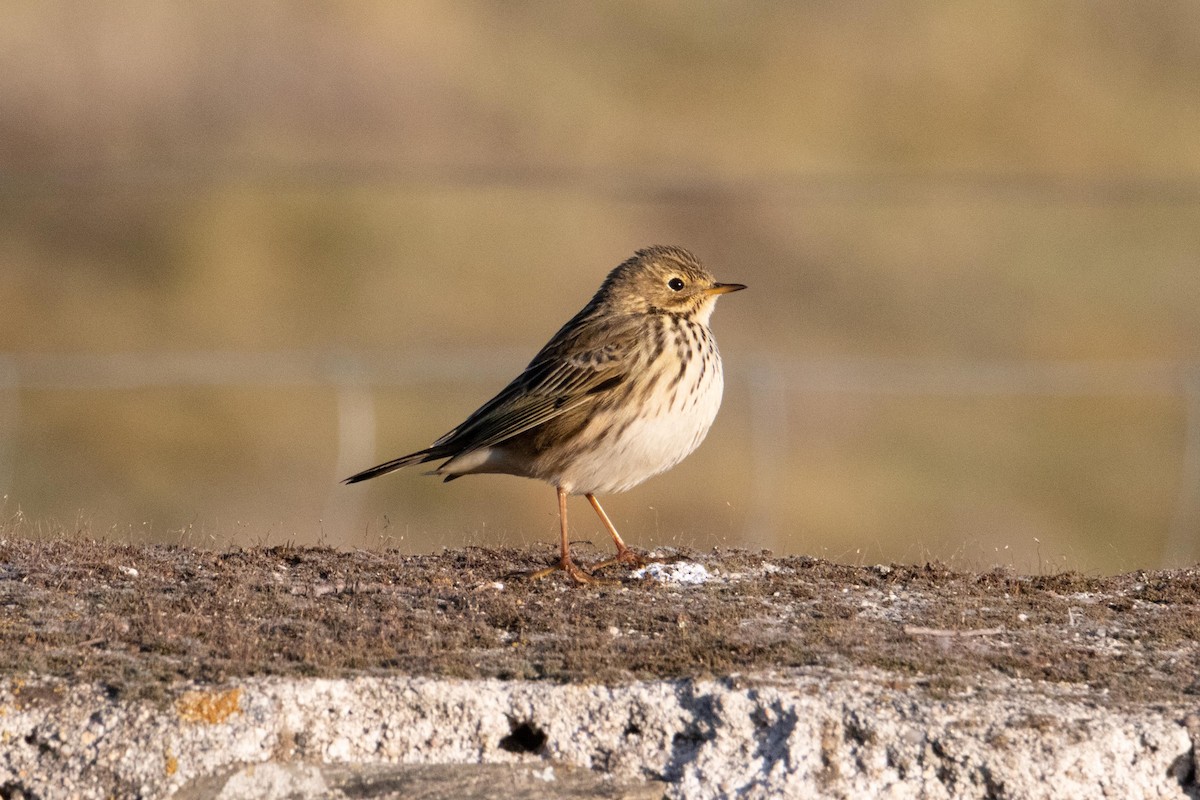 Meadow Pipit - ML409250651