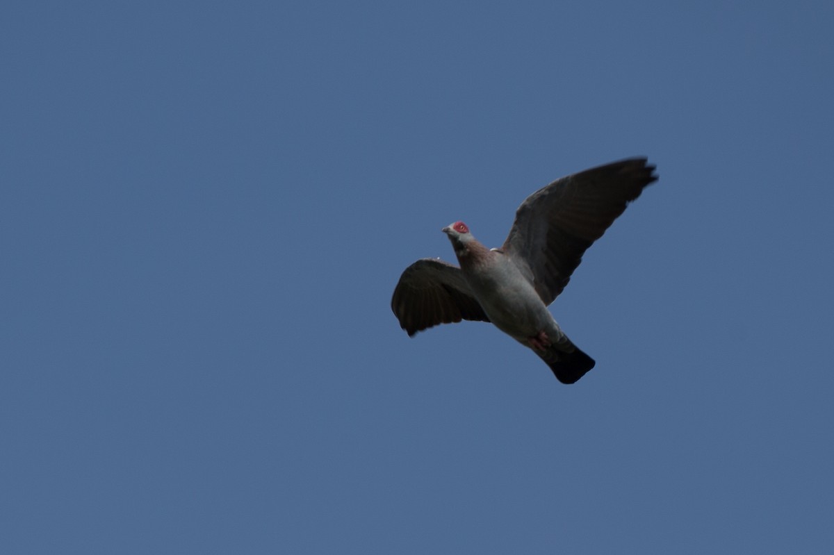 Speckled Pigeon - ML40925281