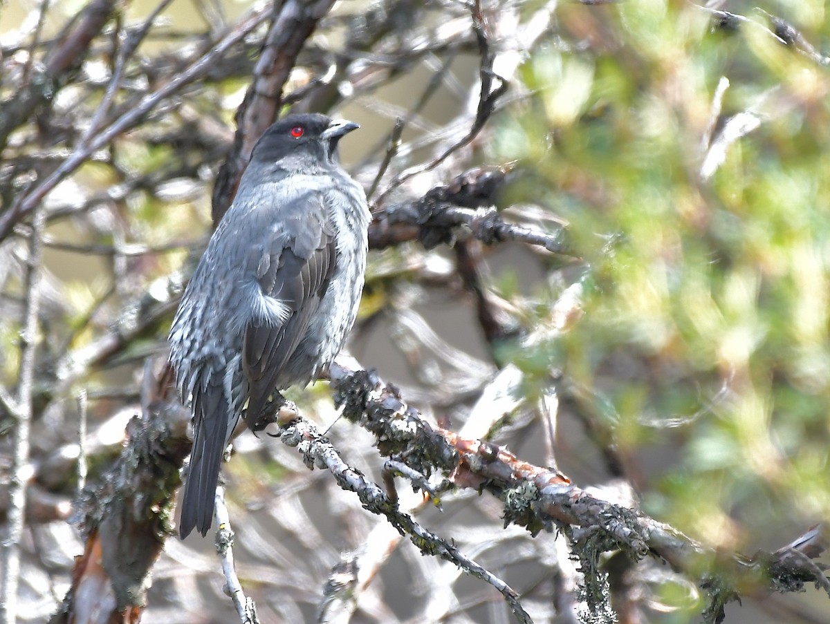 Red-crested Cotinga - ML409253331