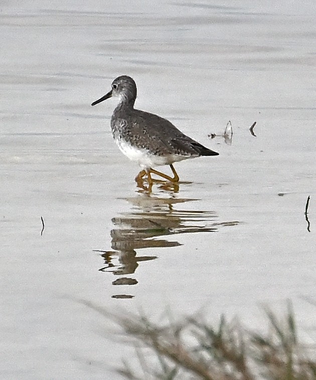 Greater Yellowlegs - ML409253881