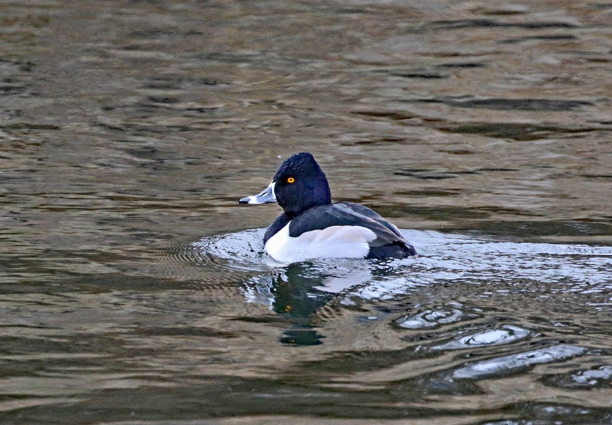 Ring-necked Duck - ML409255051