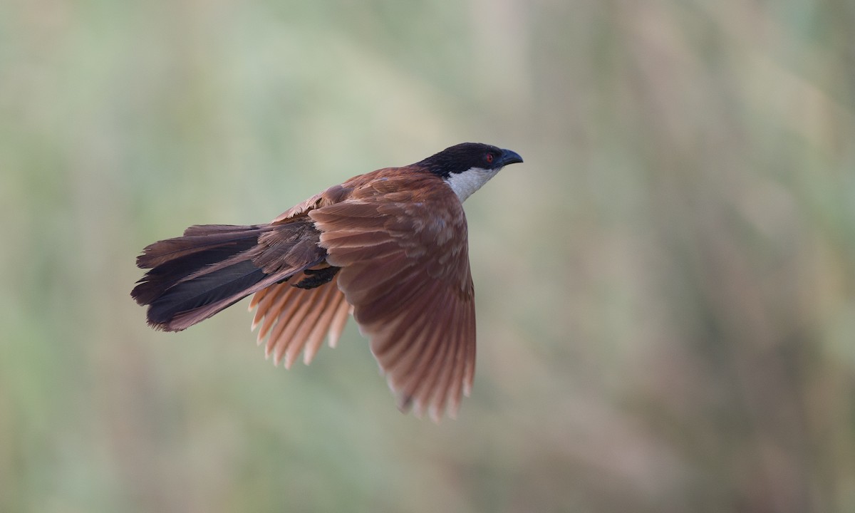 Senegal Coucal - ML40925521